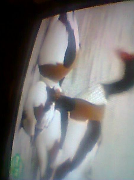 №12, Татьяна Хамидулина-Кондратьева №12, Татьяна Хамидулина-Кондратьева