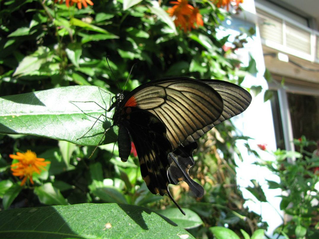 Егор Вехов | Amherst