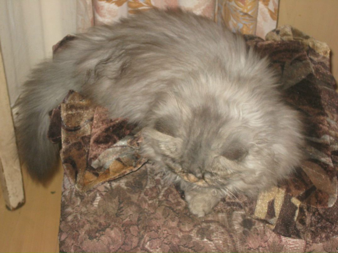 Александр Секисов | Санкт-Петербург