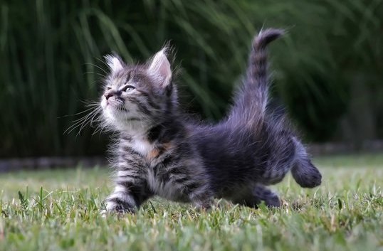 Галина Киблицкая | 