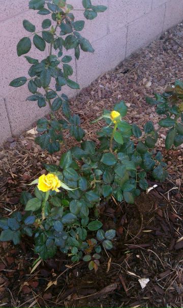 №56, Нурия Камалетдинова, 65 лет, Scottsdale, США №56, Нурия Камалетдинова, 65 лет, Scottsdale, США