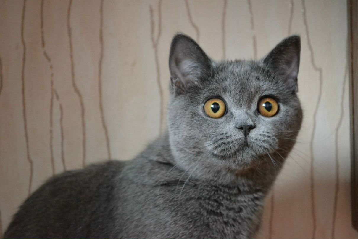 Лена Белькина | Минск