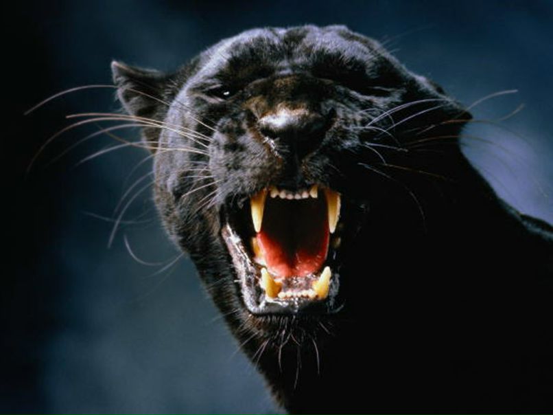 Виктория Кириленко | 