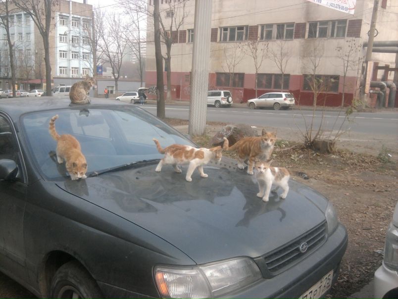 №147, Александра Быватова, Владивосток №147, Александра Быватова, Владивосток