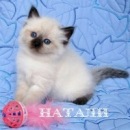 Фотография Феофановой Натальи