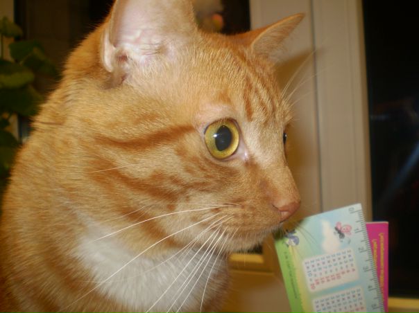 №11, Olenka Смайл, 27 лет, Львов №11, Olenka Смайл, 27 лет, Львов