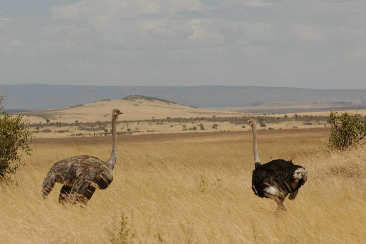 Зуля Гафарова | 