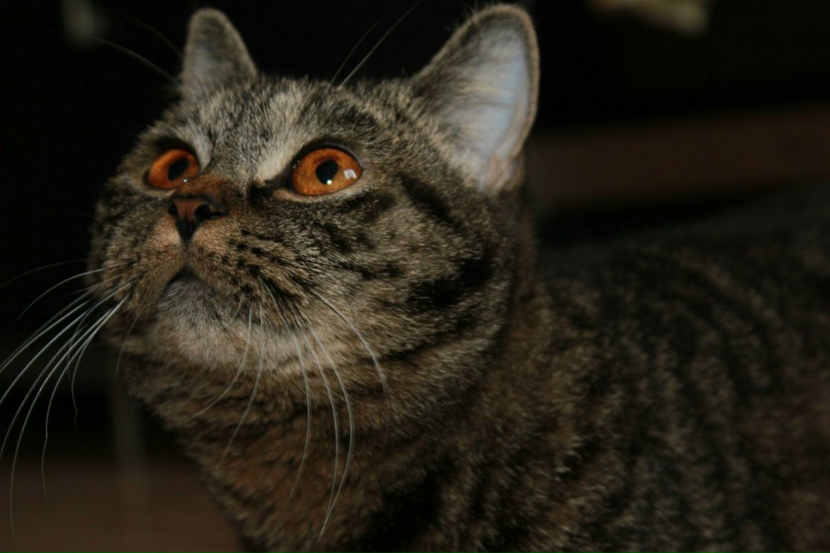 Елена Трубицина | Тольятти