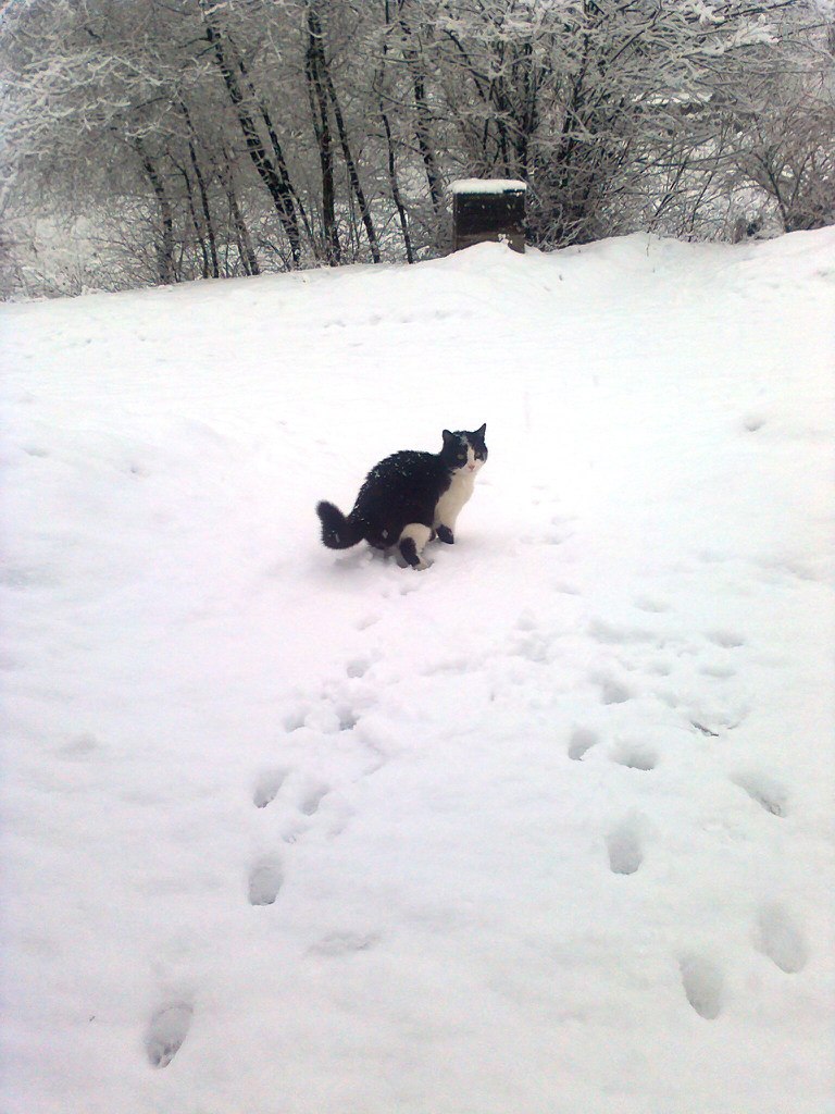 Ольга Сабашкова | Брянка