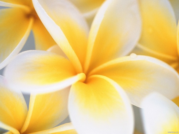 №15, Ирина Пахомова, 42 года, Нижний Новгород, Россия №15, Ирина Пахомова, 42 года, Нижний Новгород, Россия