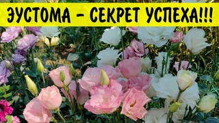 Эустома от А до Я - подробная инструкция по выращиванию эустомы! Всё про уход!
