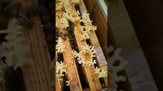 клещ варроа #dobrosot #savethebees