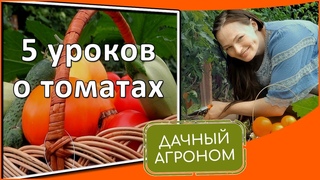 Томаты с успехом 5 бесплатных уроков Дачного агронома