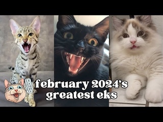 ekekekkekkek compilation - BEST Cat Chirping Chattering of February 2024