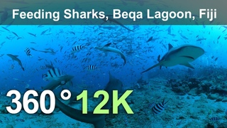 Feeding Sharks. Beqa Lagoon, Fiji. Underwater 360 video in 12K