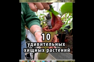 10 удивительных хищных растений