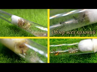 Обзор всех колоний // AntKeeper