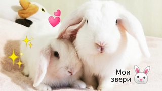 МОИ НОВЫЕ ЗВЕРЬКИ  ТРИО