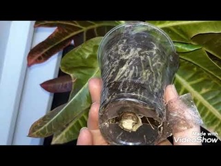 Размножение кротона воздушными отводками. Посадка кротона. Вторая часть.