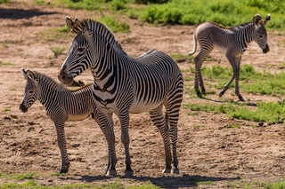 Two Grevys Zebra Births Add to Endangered Population