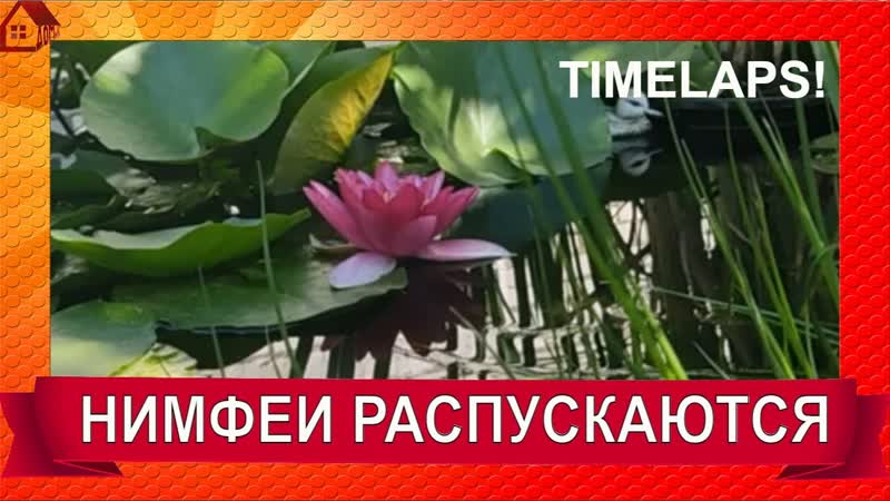 ЖИЗНЬ НИМФЕЙ ЛЕТНЯЯ СОНАТА (пробуждение и сон) РЕЛАКС, Nymphaea