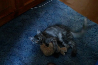 КотоПёс