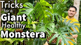 TRICKS FOR A GIANT AND HEALTHY MONSTERA | MONSTERA DELICIOSA CARETIPS