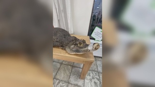 Крокодилу заради рекламы замотали скотчем пасть. Real video
