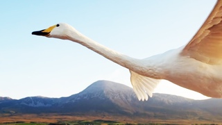 Viens planer avec ce cygne, c'est si bon - ZAPPING SAUVAGE