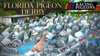 Florida Pigeon Derby One Loft Race (Loft Fly)