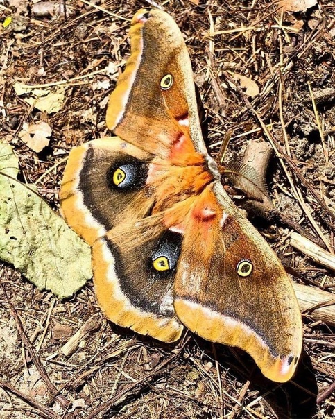 Мотылек Antheraea polyphemus страшный кошмар инсектофобов Насекомое, одновременно напоминающее моль и паука, достигает в ширину 15 см.Интересный факт: если гусеницы этого вида считаются