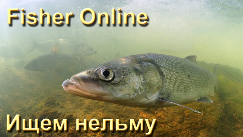 Fisher Online Енисей Тест колеблющихся блёсен VIP Salmon GT