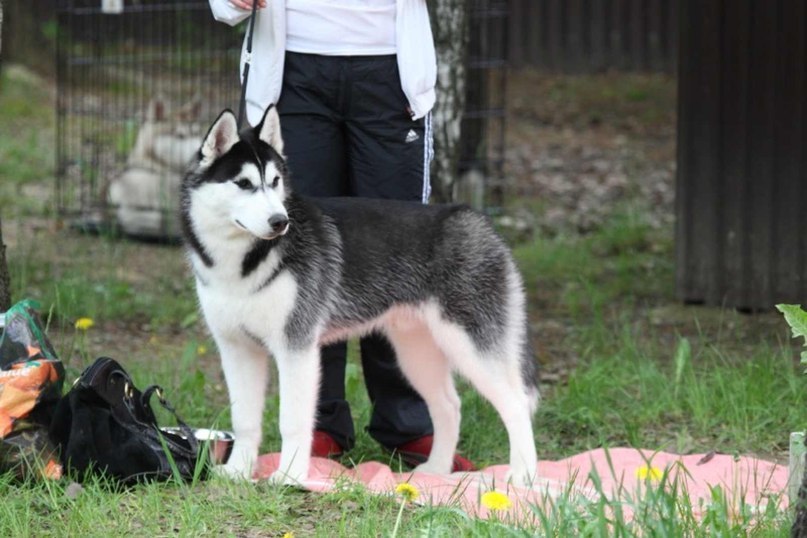 Луиза Иванова | Череповец