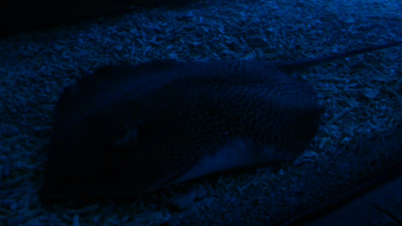 Инна Ковальчук | Херсон