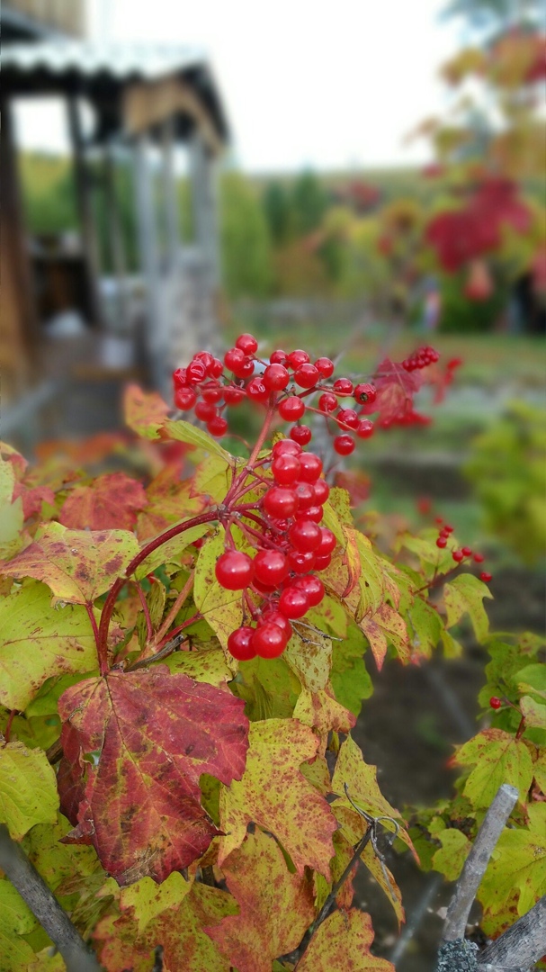 Ольга Плешкова |