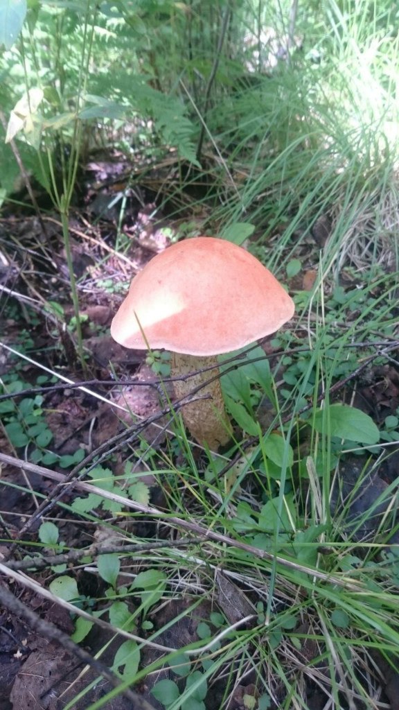 Andrey Nikiforov rif123 | Москва