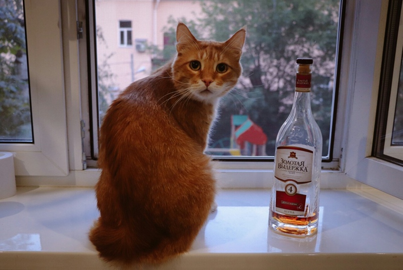 Андрей Авдошин | Тамбов