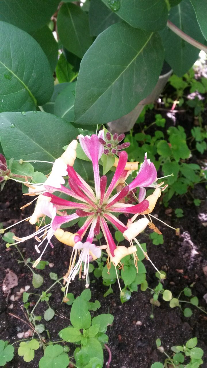 Елена Хазова | Жуковский