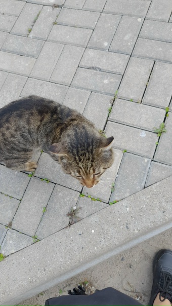 У магазина "Да" замечен кот, видимо домашний(не...