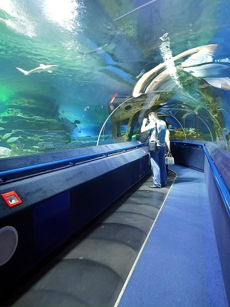 Петербургский океанариум фото Петербургский океанариум фото