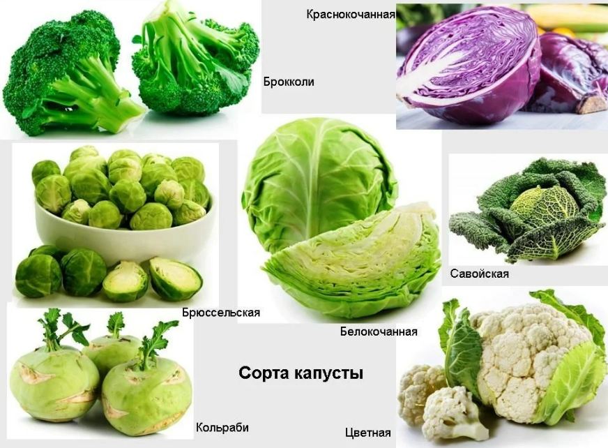 Виды и сорта фото. Кольраби брокколи. Пекинская брюссельская кольраби капусты. Крестоцветные брокколи. Кольраби брюссельская пекинская брокколи. Виды и сорта фото. Кольраби брокколи. Пекинская брюссельская кольраби капусты. Крестоцветные брокколи. Кольраби брюссельская пекинская брокколи.