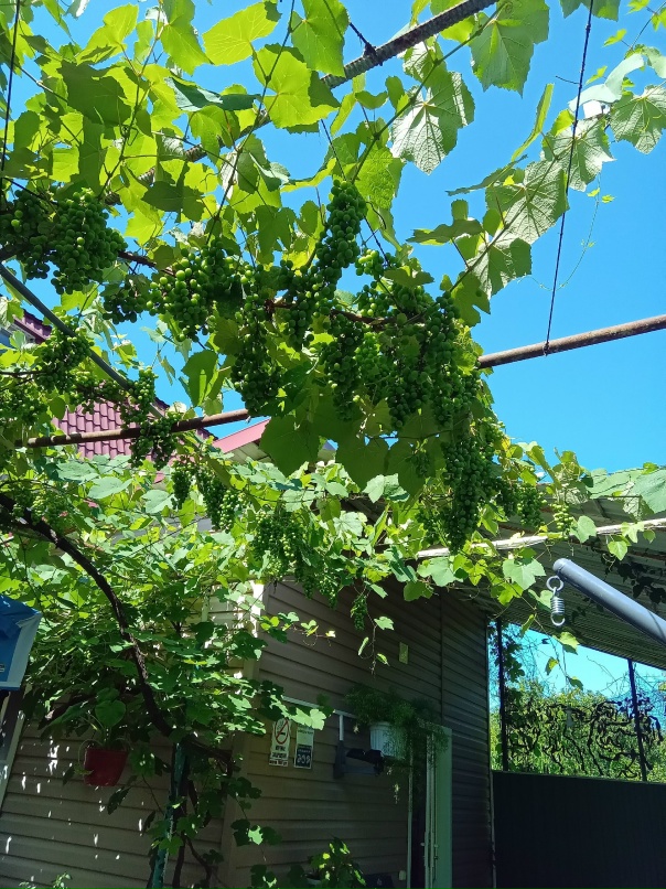 Елена Кустова | Тихвин