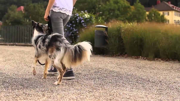 Ghimli 1 year old Doggone Jollys Hyper