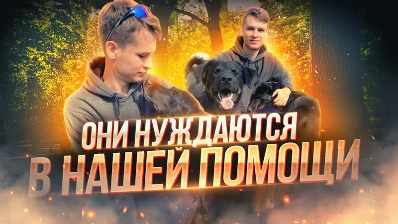 СЪЕЗДИЛИ В ПРИЮТ ДЛЯ БЕЗДОМНЫХ ЖИВОТНЫХ ДОРОГА ДОБРА В