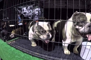 IBR-International Bully Registry 2016 Micro Bully Exotic Bully