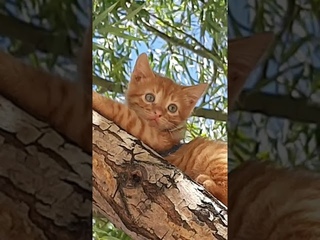 Не ждите радостных событий, учитесь сами их творить!  Моника и Симба