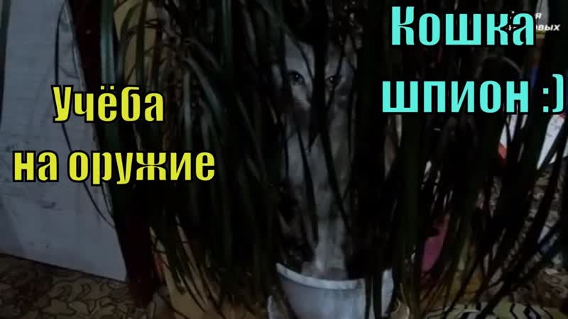Учёба на оружие. Кошка шпион. Детки, , Семья