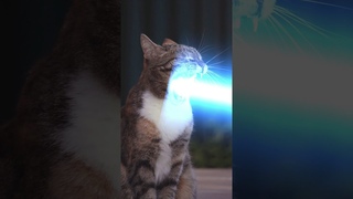 Cat God Warrior vs. King Bug Ghibli Nausicaa  VS.
