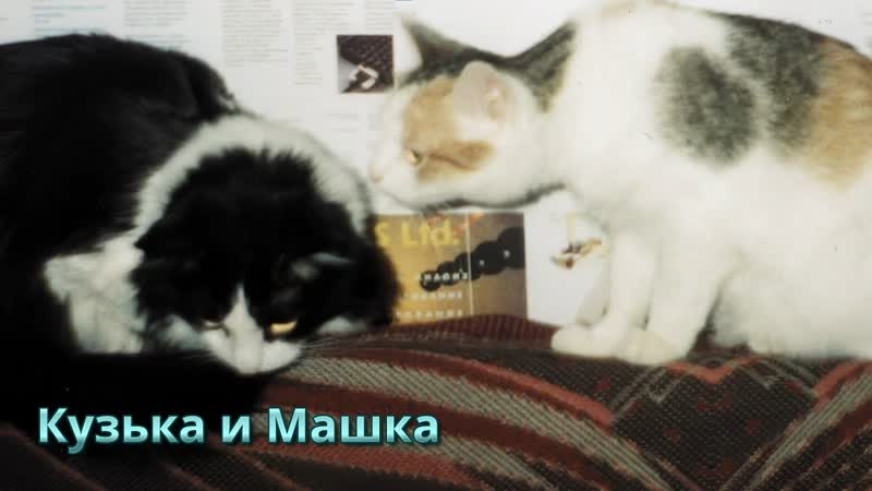 Архив Котики. Кузька и
