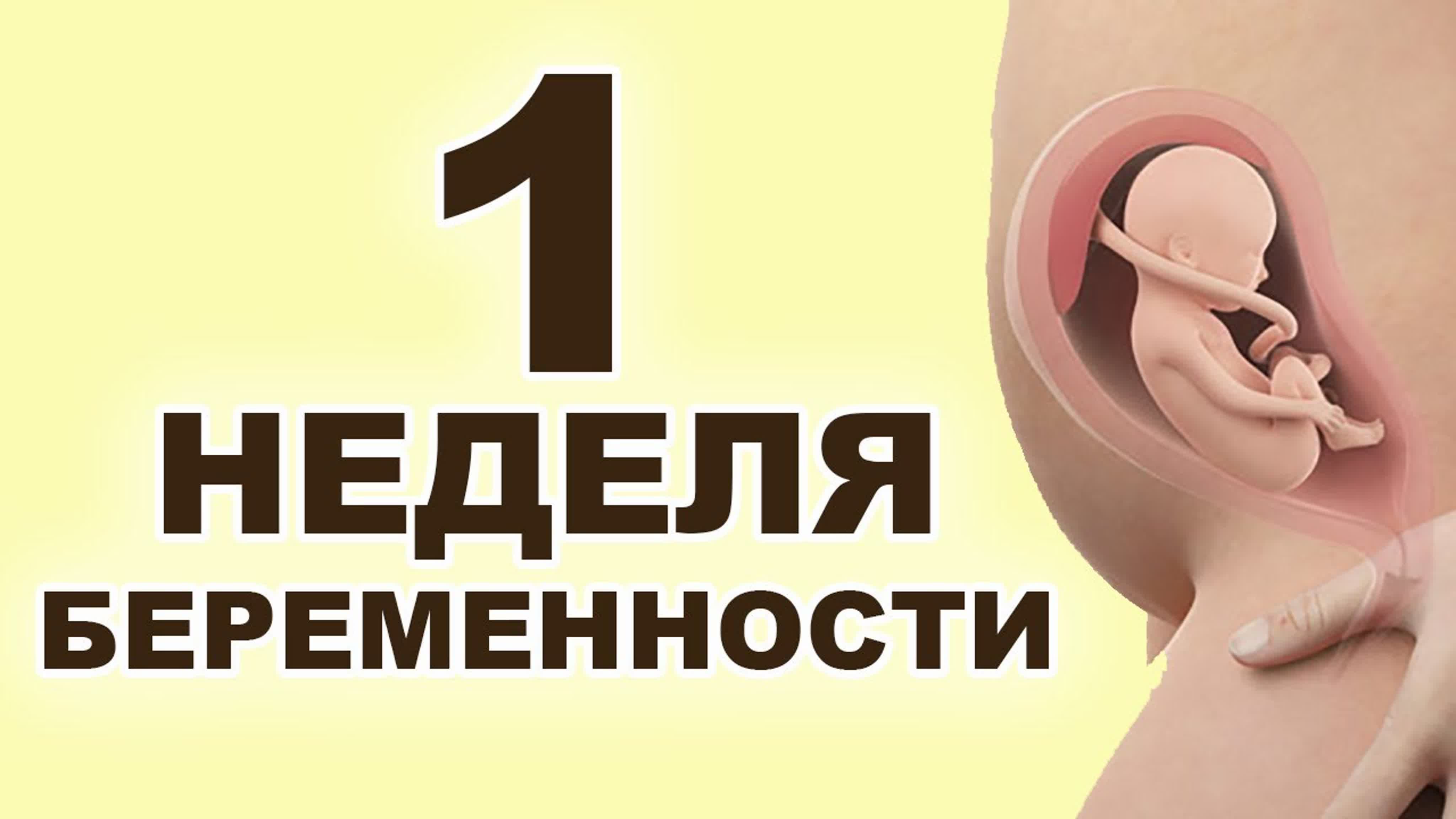 Формирование ребенка по неделям. Лампочка в виде мозга. 9 с половиной недель беременности. Первый второй третий триместр беременности по неделям. Вторая половина недели это.